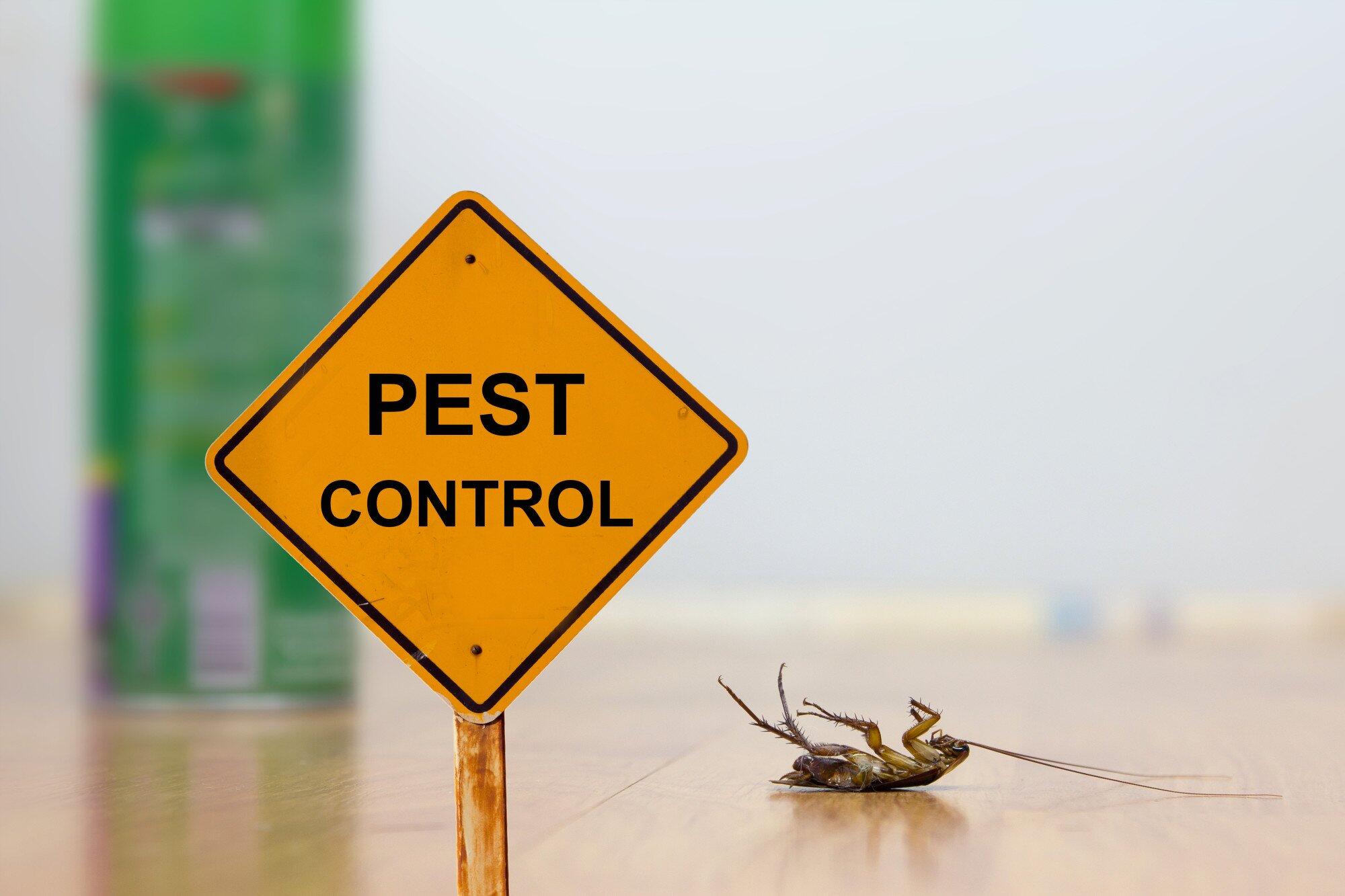 Are Tenants Responsible for Pest Control in Virginia Beach? Find Out Now